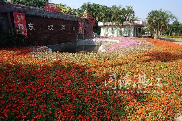 湛江市东坡荔园基地图片